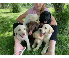 Beautiful and healthy Lab puppies