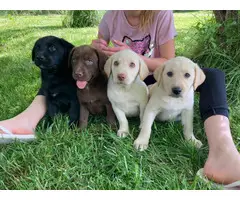 Beautiful and healthy Lab puppies - 2