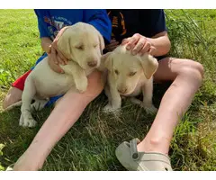 Beautiful and healthy Lab puppies - 4
