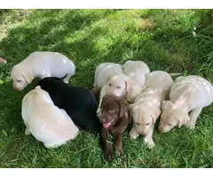 Beautiful and healthy Lab puppies - 5