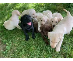Beautiful and healthy Lab puppies - 6