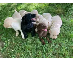 Beautiful and healthy Lab puppies - 7