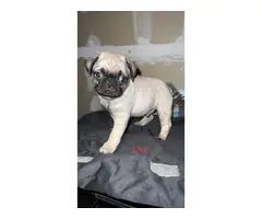8 week old fawn Pug puppies for sale - 2