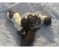 3 Shih Tzu puppies for sale