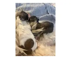 3 Shih Tzu puppies for sale - 8