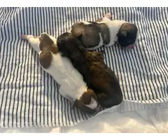 3 Shih Tzu puppies for sale - 9