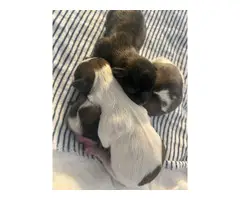 3 Shih Tzu puppies for sale - 10
