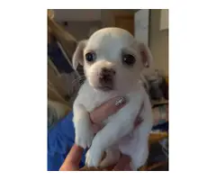 2 White Chihuahua Puppies Looking for Homes - 2