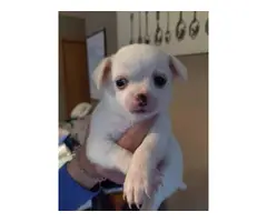2 White Chihuahua Puppies Looking for Homes - 3