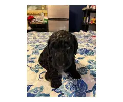 5 AKC Standard Poodle Puppies for Sale - 2