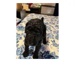 5 AKC Standard Poodle Puppies for Sale - 3