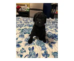 5 AKC Standard Poodle Puppies for Sale - 4