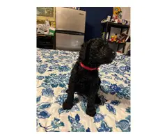 5 AKC Standard Poodle Puppies for Sale - 5