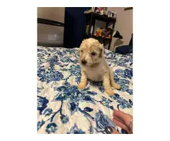 5 AKC Standard Poodle Puppies for Sale - 8