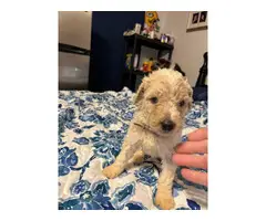 5 AKC Standard Poodle Puppies for Sale - 10