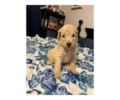 5 AKC Standard Poodle Puppies for Sale - 11