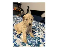 5 AKC Standard Poodle Puppies for Sale - 12