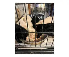 5 AKC Standard Poodle Puppies for Sale - 13