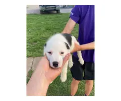 3 Border Collie puppies for sale