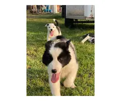 3 Border Collie puppies for sale - 2