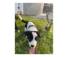 3 Border Collie puppies for sale - 3