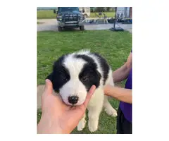 3 Border Collie puppies for sale - 4