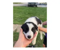 3 Border Collie puppies for sale - 5