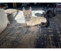 Stunning Shepsky puppies for sale