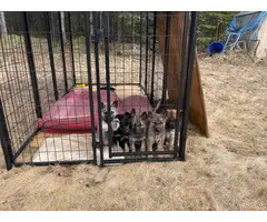 Stunning Shepsky puppies for sale - 2