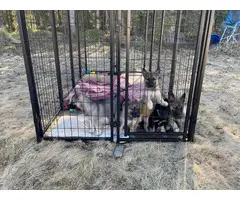 Stunning Shepsky puppies for sale - 3