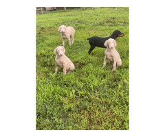 3 Doberman puppies for sale