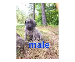 4 AKC registered English Mastiff puppies - 2