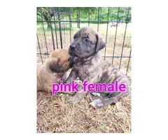 4 AKC registered English Mastiff puppies - 3