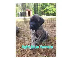 4 AKC registered English Mastiff puppies - 4