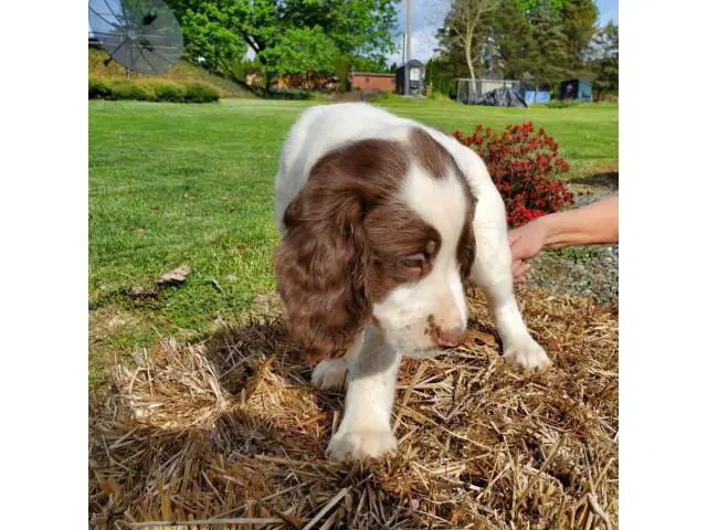 Male English Springer Spaniel Puppy for Sale - 1/4