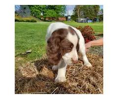 Male English Springer Spaniel Puppy for Sale