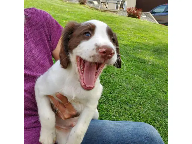 Male English Springer Spaniel Puppy for Sale - 2/4