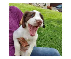 Male English Springer Spaniel Puppy for Sale - 2