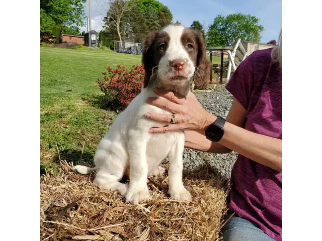 Male English Springer Spaniel Puppy for Sale - 3/4