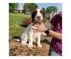 Male English Springer Spaniel Puppy for Sale - 3