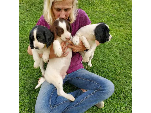 Male English Springer Spaniel Puppy for Sale - 4/4