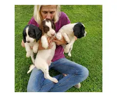 Male English Springer Spaniel Puppy for Sale - 4