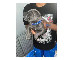 Cane Corso pups for sale