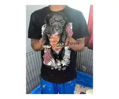 Cane Corso pups for sale - 2