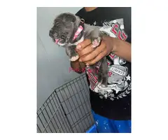 Cane Corso pups for sale - 7