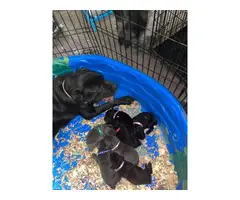 Cane Corso pups for sale - 10