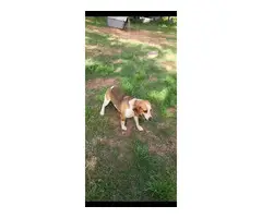 One male and one female Beagle puppies