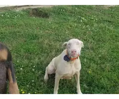 2 female beige Doberman Puppies for sale - 6