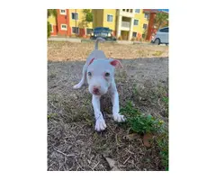 10 week old female pit bull puppy - 3