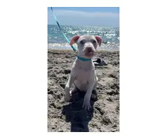 10 week old female pit bull puppy - 4